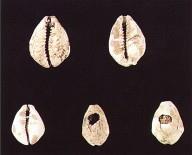 輝煌燦爛 源遠(yuǎn)流長——從三星堆看中華文明 輝煌燦爛 源遠(yuǎn)流長——從三星堆看中華文明