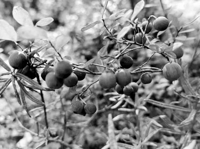 文學是故鄉映在心田的影子 文學是故鄉映在心田的影子